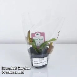 Nepenthes Alata -plant NEPE ALATA9CM T44355