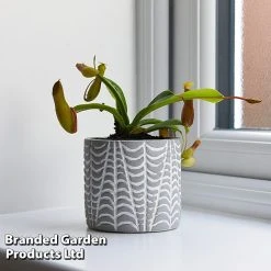 Nepenthes Alata -plant NEPE ALATA T44360