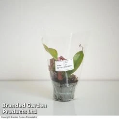 Nepenthes Hybrider 'Blood Red' -plant NEPE BLOODR9CM T38961