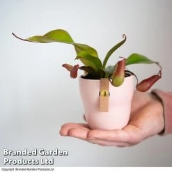 Nepenthes Hybrider 'Blood Red' -plant NEPE BLOODRED T38966