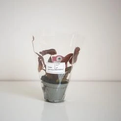 Nepenthes Sanguinea Hybrid -plant NEPE SANGUI9CM T38951