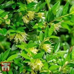 Lonicera Pileata -plant NEW 2018 Master