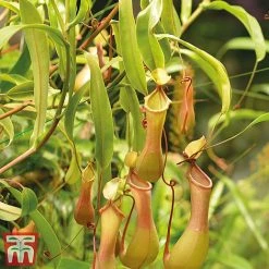 Nepenthes Alata -plant Nepe31