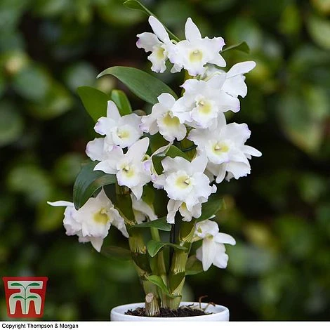 Orchid Apollon 2 Orchid Apollon - Image 2