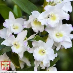 Orchid Apollon 7 Orchid Apollon -plant ORCH KB3778 C