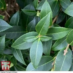 Osmanthus X Burkwoodii -plant OSMA T58216 B