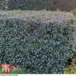 Osmanthus X Burkwoodii -plant OSMA T58216 C