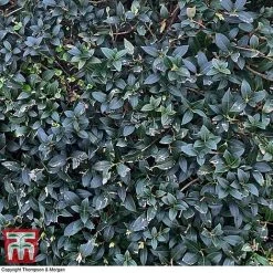Osmanthus X Burkwoodii -plant OSMA T58216 D