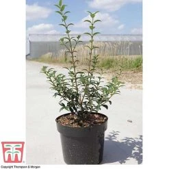 Osmanthus X Burkwoodii -plant OSMA T58216 E