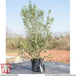 Osmanthus X Burkwoodii -plant OSMA T58216 F