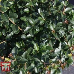 Osmanthus Delavayi -plant OSMA T63584 D