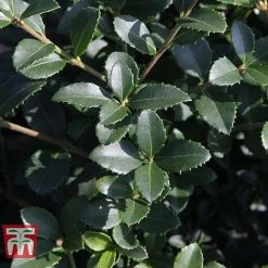 Osmanthus Delavayi -plant OSMA T63584 E