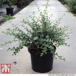 Osmanthus Delavayi -plant OSMA T63584 F1