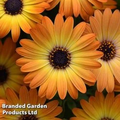 Osteospermum 'Dazzling Duo' -plant OSTE SERENSUNS S26077