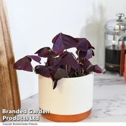 Oxalis Triangularis 'Mijke' -plant OXAL MIJKE12CM T48388