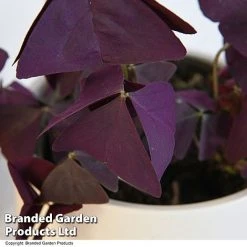 Oxalis Triangularis 'Mijke' -plant OXAL MIJKE12CM T48389