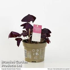 Oxalis Triangularis 'Mijke' -plant OXAL MIJKE12CM T48391
