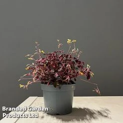 Oxalis Triangularis 'Vulcan Pink' -plant OXAL SUNSETPIN S50744
