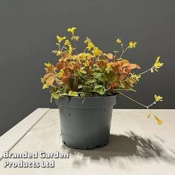 Oxalis Triangularis 'Sunset Yellow'