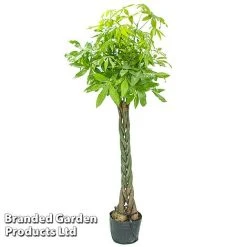 Pachira Aquatica Tree With Braided Stem 7 Pachira Aquatica Tree With Braided Stem -plant PACH AQUATICAT W48808