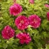 Tree Peony 'Luoyang Hong'