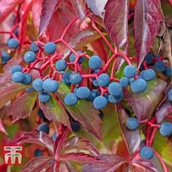 Parthenocissus Quinquefolia -plant PART T58015 C