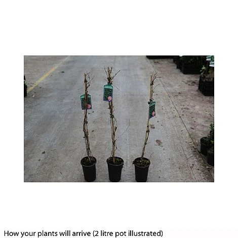 Parthenocissus Quinquefolia 'Engelmannii' 2 Parthenocissus Quinquefolia 'Engelmannii' - Image 2