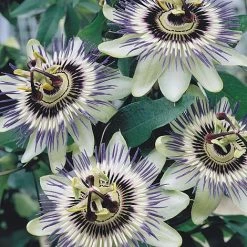 Passiflora Caerulea -plant PASS T58017 A h