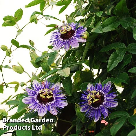 Passiflora 'Purple Haze' 1 Passiflora 'Purple Haze'
