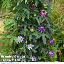 Passiflora Collection -plant PASS TRIO T44029