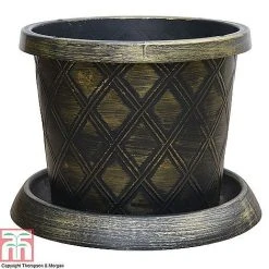 Agapanthus Midnight Cascade Collection -plant PATI T56850P B1