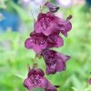 Penstemon 'Raven'