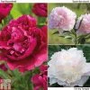 Peony Trio