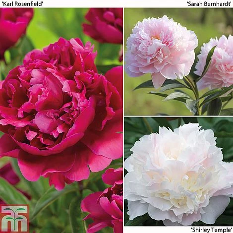 Peony Trio 1 Peony Trio