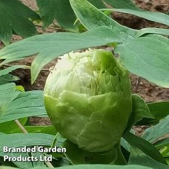 Tree Peony 'Fragrant Green Ball' -plant PEON GREENFRAG S51006