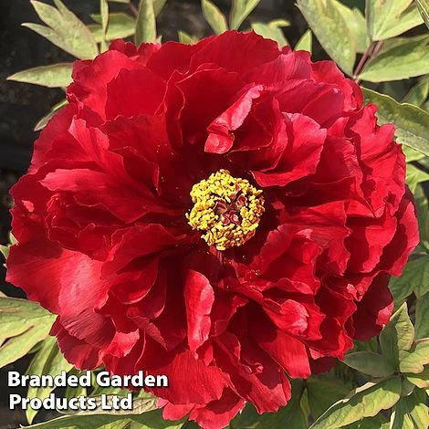 Tree Peony 'Hohki' 2 Tree Peony 'Hohki' - Image 2