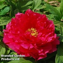 Tree Peony 'Xu Gang'