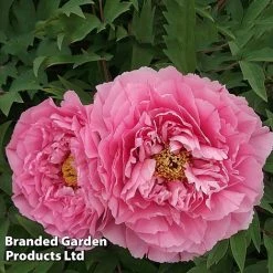 Tree Peony 'Yin Hong Qiao Dui' -plant PEON YINHONGQI S50999