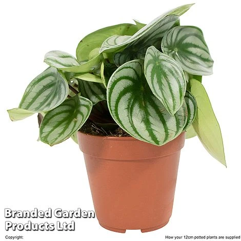 Peperomia Argyreia 2 Peperomia Argyreia - Image 2