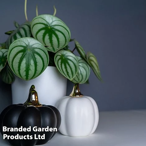 Peperomia Argyreia 1 Peperomia Argyreia