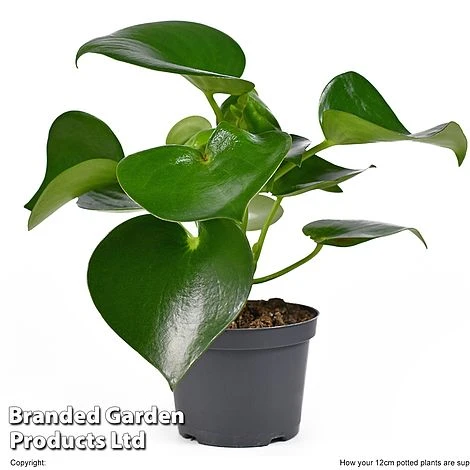 Peperomia Polybotrya 'Raindrop' 2 Peperomia Polybotrya 'Raindrop' - Image 2