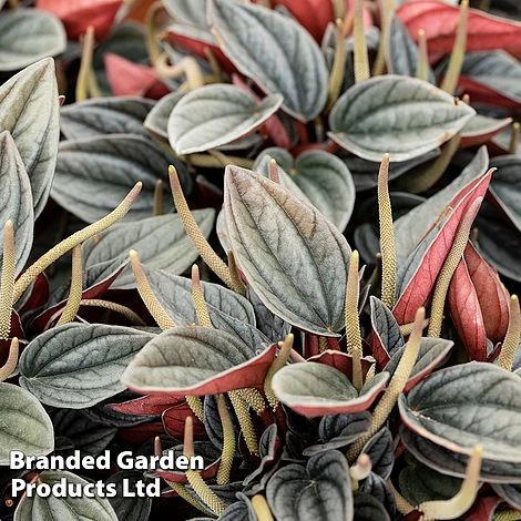 Peperomia Caperata 'Santorini' 2 Peperomia Caperata 'Santorini' - Image 2