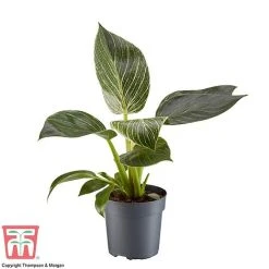 Philodendron 'White Measure' -plant PHIL 6951 A1