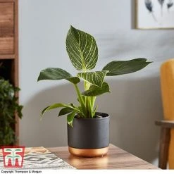 Philodendron 'White Measure' -plant PHIL 6951 A3