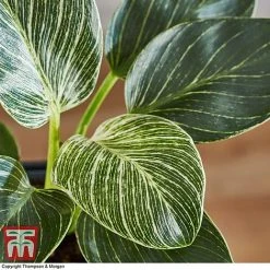 Philodendron 'White Measure' -plant PHIL 6951 A4