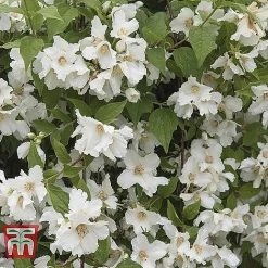Hardy Shrub Trio -plant PHIL T47621 A1