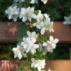 Philadelphus 'Albatre' -plant PHIL T66362 D