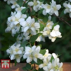 Philadelphus 'Albatre' -plant PHIL T66362 E