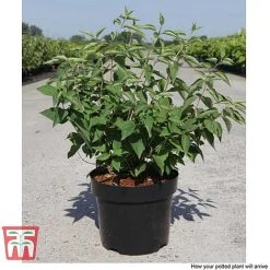 Philadelphus 'Albatre' -plant PHIL T66362 F