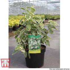 Philadelphus Coronarius 'Variegatus' -plant PHIL T66367 C1